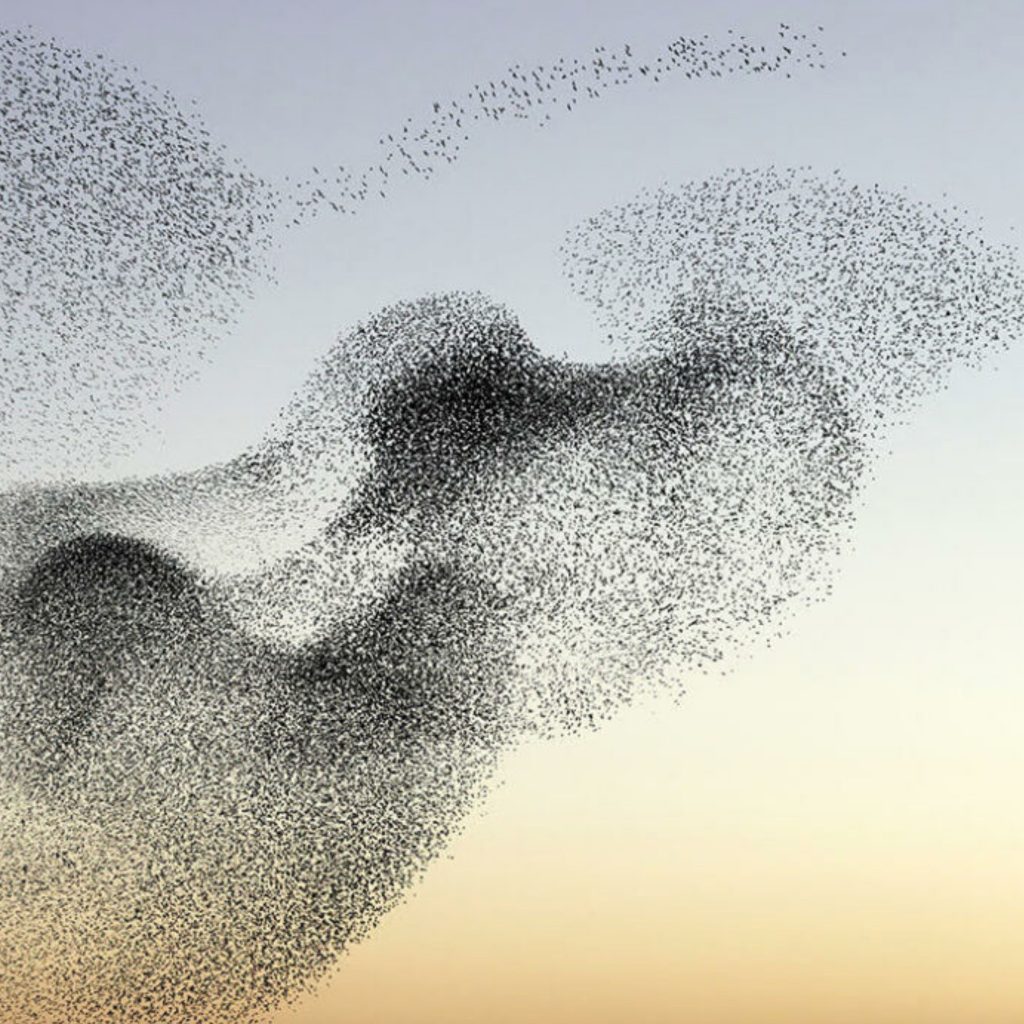 Murmuration of starlings